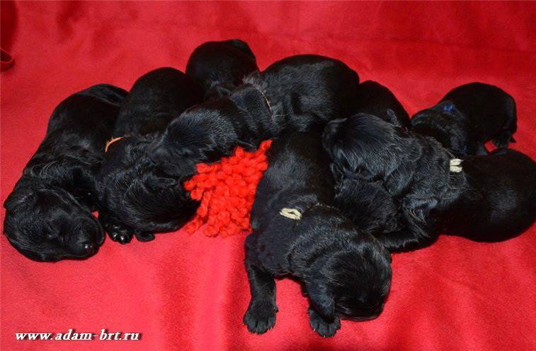 The children of Adam Racy Style APOLLON and Danilkin Kapriz LARA KROFT